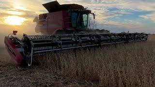 4 Case IH combines harvesting mass acres.