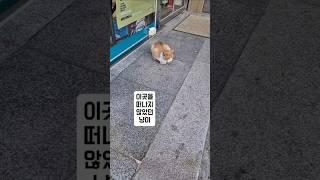시골 주차장냥이.  냥별로 소풍떠나다. 아픔 많았던 이세상  잊고  하늘에서 편안 하길. 미안해!  #길고양이 #고양이