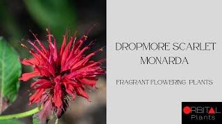 27. Dropmore Scarlet Monarda