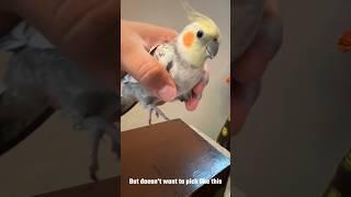 Cockatiel Bird  Cockatiel Parrot likes this #cockatail #parrot