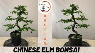 Chinese Elm Branch Placement & Styling | Auction 14 at The Bonsai Supply