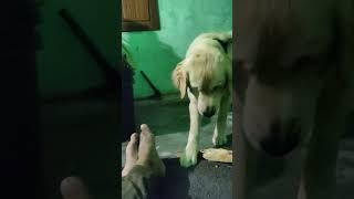 #oliver #goldenretriever #shorts