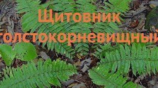 Щитовник толстокорневищный  толстокорневищный щитовник обзор: как сажать, саженцы щитовника