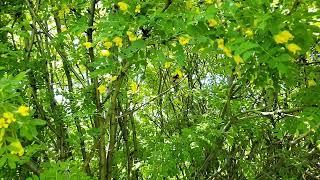 Bumble Bee in Slow motion in Afton, Wyoming.