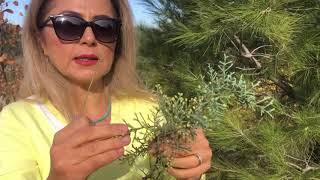 İğne ve Pul yapraklı Gymnospermler: Cupressus arizonica (Arizona Servisi), Pinus brutia (Kızılçam)