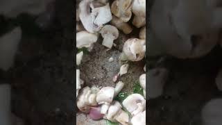 Mushroom curry recipe