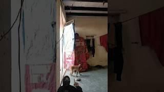 Bikin Ngakak  Pinter Banget Monyetnya