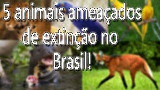 5 Animais ameaçados de extinção no Brasil