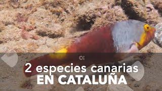 Aparecen dos especies canarias en aguas de Cataluña