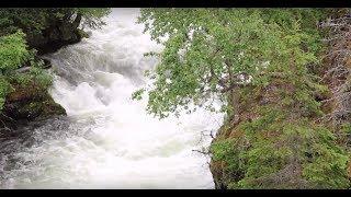 Hiking in Alaska! | Russian River Falls, Cooper Landing Alaska | We are the Shuklas