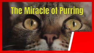 The Healing Power of Cat Purrs