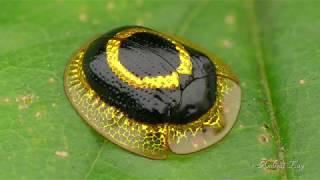 Golden Target Tortoise Beetle from Ecuador