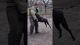 Black pit bull attack.  Dog training GUARD Odessa 2024.