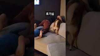 댕댕이의 호기심 #shorts