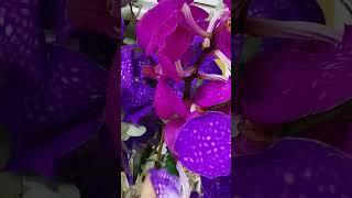 #orchids