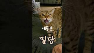 이제는 하다하다 고양이랑도..