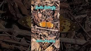 Rustic butterfly