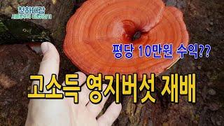 고소득작물 영지버섯재배 수익 매출 평당 10만원 재배비용