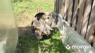 Мужики копают, я снимаю/ Руки добрались до нового дома/