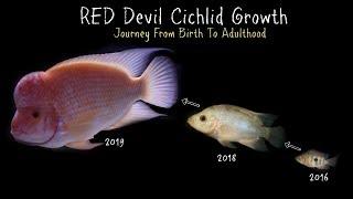 Watch My Red Devil Cichlid Grow 0 To 11 Inches