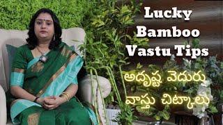 Lucky Bamboo Vastu Tips | Vastu by Sreepadma Vastu Consultancy | Edifice Vastu Consultancy |