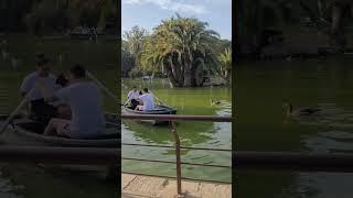 Geese attack to the boat | Barcelona