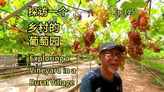 第115集：探访一个乡村的葡萄园  Ep115：Exploring a Vineyard in a Rural Village