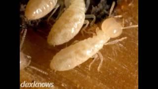 Progressive Pest Solutions Burien WA 98168