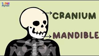 HUMAN BONES | Learn names of human bones | For kids | SuperMindz