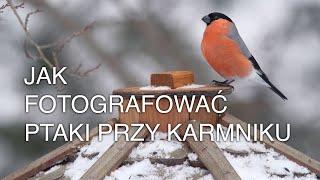 Jak fotografować ptaki przy karmniku. Warsztat fotografa przyrody.