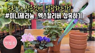 제라늄,엑스칼라버삽목 #미니제라늄삽목하기 #팬시제라늄 #미니제라늄 #제라늄다리털밀기 #작은제라늄