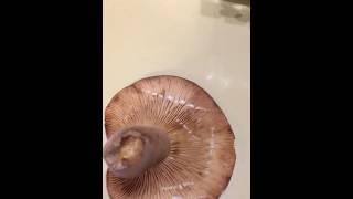 Lactifluus volemus | milk cap