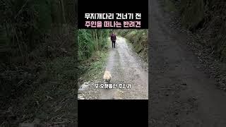 반려견이 주인곁을 떠나 조용히 세상을떠나는 이유