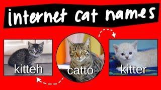 Kitteh, Kitter, and Catto - internet names for cats