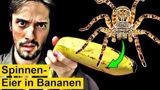 Gefährliche Spinneneier plötzlich in Bananen?