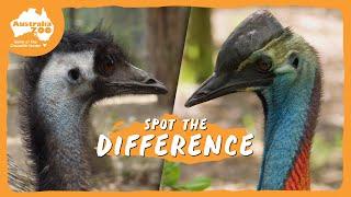 Australia's biggest birds | Australia Zoo Life