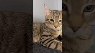 Sunny’s sweet meows #catsounds #catlover #asmr #viralvideo #amazing