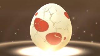 Hatching 9 Red Eggs - 31 October 2023