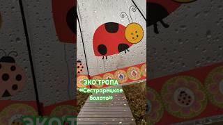 Экологический маршрут ️ в Спб  ЭКО ТРОПА «Сестрорецкое болото»