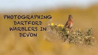 Photographing DARTFORD WARBLERS in DEVON with the CANON 1dxmkii