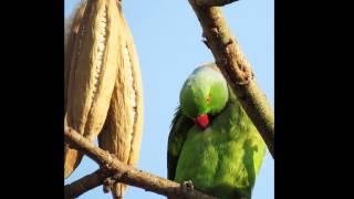 Mumbai Parakeet-Yashography