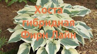 Хоста гибридная Фирн Лайн (hosta)  хоста Фирн Лайн обзор: как сажать саженцы хосты Фирн Лайн