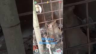 Monkey in cage #bdvets #animals #monkey