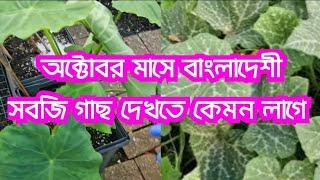 How Bangladeshi Vegetable plants look like in an October | UK Gardening Update | Shoukher Bagan UK