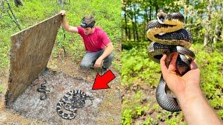 Rattlesnake in a Tire! - Finding a Pine Snake and Rare Frogs!