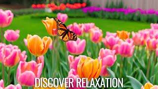 Beautiful Spring Flowers with Relaxing Music for Stress Relief,  Peaceful Soothing Music