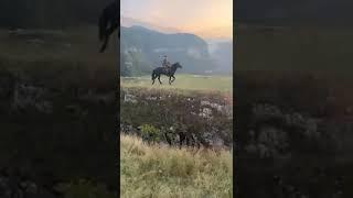 Лошади Кабардинской породы