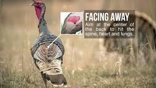 Turkey Shot Placement -Where to aim on a turkey for bowhunting!