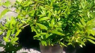 زراعه الرمان من البذور بطريقه ناجحه خطوة ابخطوة مع نتيجه رائعة how to grow pomegranate at home