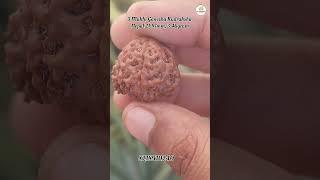 5 Mukhi Rudraksha #om #astro #shiv #astrology #astrology #rudraksh #viral #viralshort